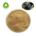 Arachnoid Cyanotis Root Extract powder Beta Ecdysone 40%