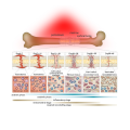 Máquina de belleza de colágeno Bed de terapia de luz infrarroja roja