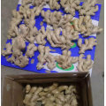 Top Quality of Chinese Fresh Ginger (250 gram and up)