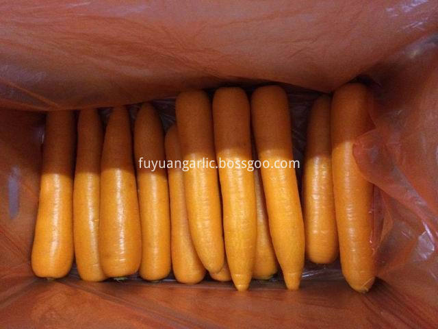 xiamen carrot 