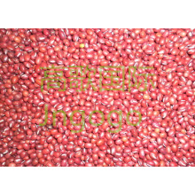 Exportacion De Nuevo Cultivo China De Buena Calidad Red Bean