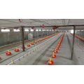 Equipos de aves de corral para pollos de engorde y reproductoras