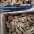 Golden Supplier of Fresh Air Dry Ginger