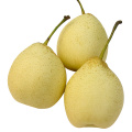 New Crop Good Quality Fresh Ya Pear