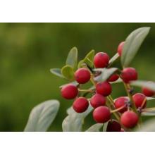 Pharmaceutical Grade Anti-inflammatory wintergreen essential oil