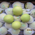 Hot Selling New Harvest of Shandong Pear