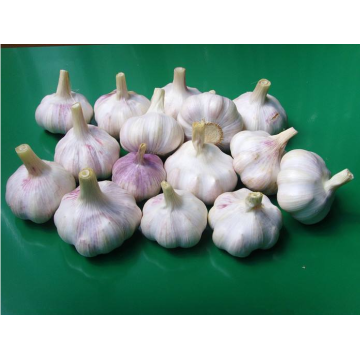 Great New Crop Brazil Market Favorite Garlic