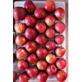 Unbagged Red Star Apple