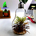 Crystal Bulb Shape Air Plant Glass Terrarium