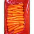 Chinese  fresh carrot 316 other style