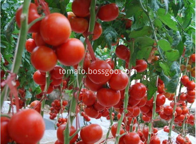 In Barrel Tomato Paste