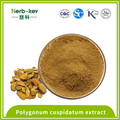 Efeito antipirético Polygonum cuspidatum extrato resveratrol