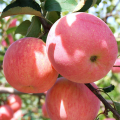 Fuji Apple to Europe/South Asia/Middle East