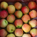 Fresh Huaguan Apple Best Quality