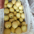 Hebei Golden Fresh Pear