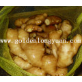 Fresh Ginger Good Quality in Mesh Bag