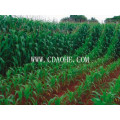 Chengdu Supply EDDHA-Te Fertilisant