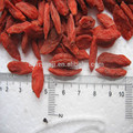 Farm Supply Goji berries Ningxia origin