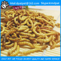 Mikrowelle Getrocknete Mealworm Gelbe Würmer Vogelfutter