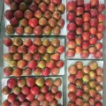 Fresh Good Quality Delicious Qinguan Apple