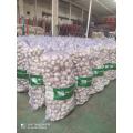 Cold Room Stocked Normal White Garlic