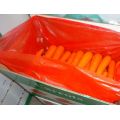 New Crop Fresh Carrot