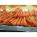 Chinese Fresh Carrot, 2016 New Crop Carrot of Shandong Province