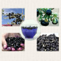 Medlar Organic Black Gojiberry (Medlar Organic Black wolfberry)