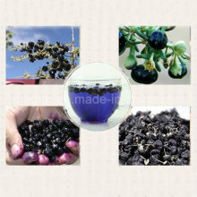 Níspero Gojiberry Negro Orgánico (Níspero Negro Orgánico wolfberry)