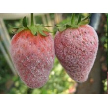 Botanisches Pestizid gegen Powdery Mehltau auf Beeren