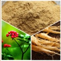 Panax Ginseng Root P.E.Ginsenosides