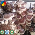 Shiitake Mushroom Flower  Health Design