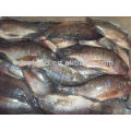 Meeresfrüchte-Produkte Gefrorene Fische Tilapia Großhandelspreis
