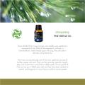 Hot selling Pine needle oil with reasonable price