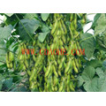 Chengdu Supply EDDHA-Te Adubo