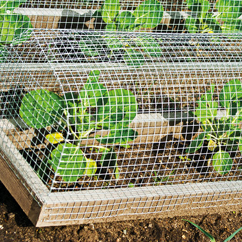 welded wire mesh of agricultural