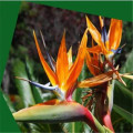 Artificial strelitzia reginae aiton pot