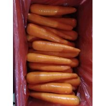 Healthy & Nature Fresh Carrots Supplier /Distributor/Exporter in China