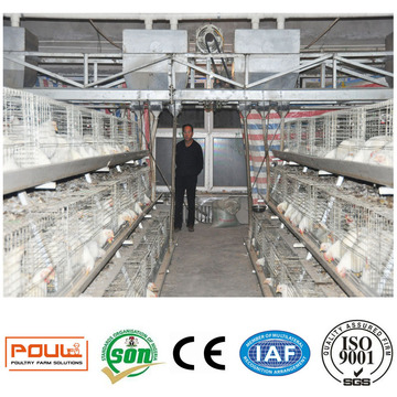 Équipement agricole de poulet automatique à cage de poulet à poulet