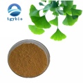 Extracto de hoja de ginkgo biloba natural/extracto de ginko biloba