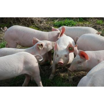 Zeólita natural para alimentação de porcos