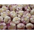 Chines Cold Storage New Purple Garlic