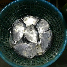 Frozen Whole Round Moonfish nouveau pris 100-150g