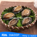 Hot selling seafood fresh frozen abalone