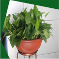 Artificial epipremnum aureum pot