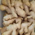 Buena calidad de Chinese Air Dry Ginger