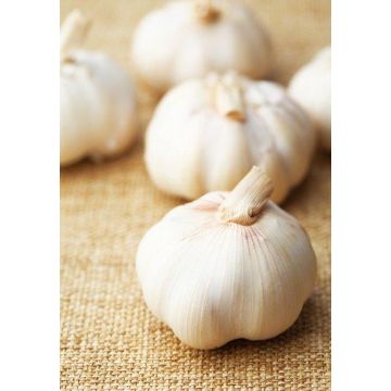 5.5 cm Factory Pure White Fresh Garlic