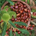 Frische Kastanie glänzende Gesundheit