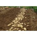 2016 neue Ernte Fresh Potato Shandong