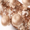 Shiitake mushroom spawn growing kit cultivation